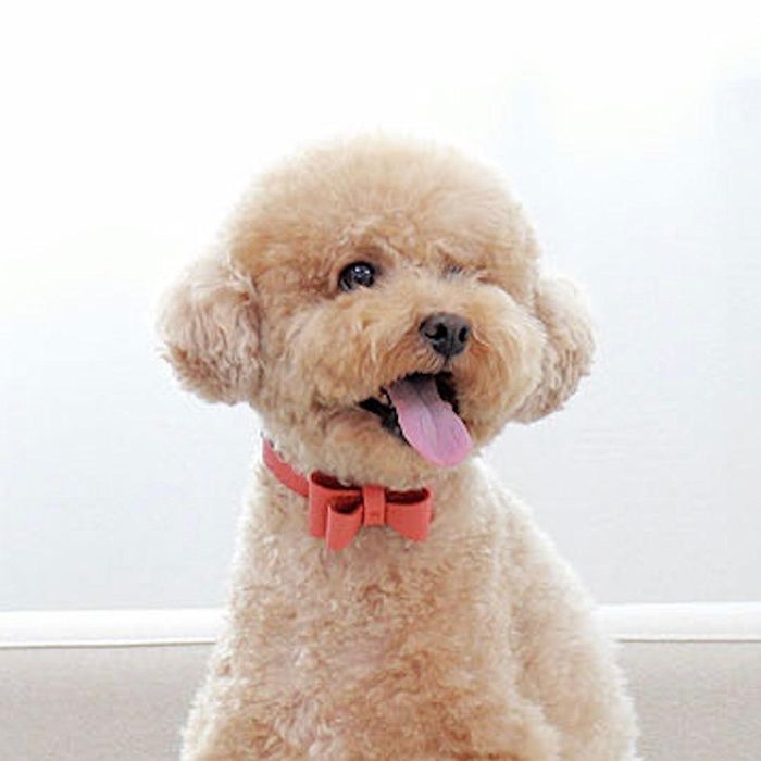 即納【maison de miu】Soft Ribbon Collar（Coral） 犬用品 ドッググッズ 首輪 犬の首輪 ドッグカラー 犬首輪 犬用首輪 リボン 牛革 小型犬