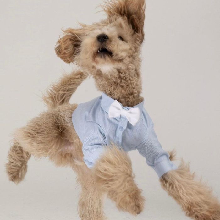 即納【MOSHIQA】Bruno Dog Shirt アメリカ 犬用品 ドッググッズ Tシャツ スリーブレス ドッグウェア 犬服 犬の服 小型犬 小型犬服
