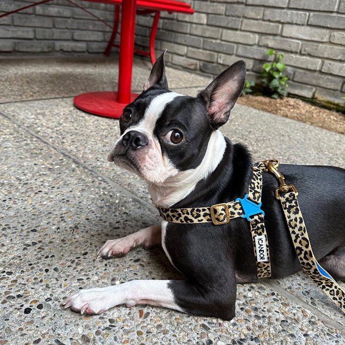 NEIGHBORHOOD DOG HARNESS ブラック L 犬ハーネス新品 NEIGHBORHOOD DOG HARNESS ブラック L 犬ハーネス新品