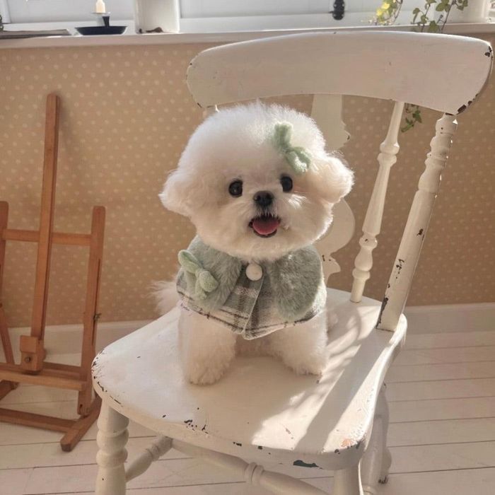 即納【Hi Yeboo】Luna Fur Cape（Pistachio） 韓国 犬用品 ドッググッズ ケープ ドッグウェア 犬服 犬の服 小型犬 小型犬服 春