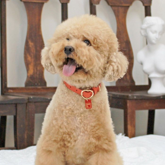 ※予約販売【maison de miu】 Heart Pendant Collar（Coral） 韓国 ブランド かわいい おしゃれ プレゼント 小型犬 首輪 タオル 散歩グッズ NEW
