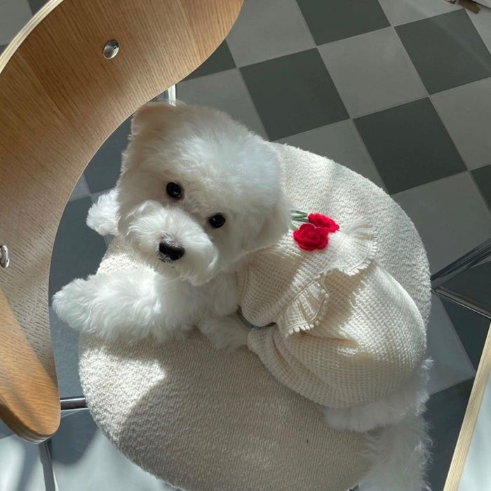 ※予約販売【FREDDIE TALE】Roseberry baby romper（Cream） 犬服 ドッグウェア 韓国 犬用品 ドッググッズ 犬の服 小型犬 小型犬服 春 春服