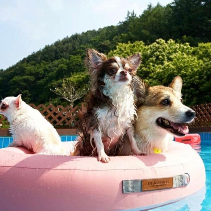 即納【INSIDE DOG \u0026 CAT】macaron tube（Pink） 韓国 ブランド名 愛くるしげ 今めかしい 差し上げ物 小型犬 御徒面子 手あそび 先んじる 水泳着 釣り浮き輪 熱電子管 NEW 春 夏 思わしい