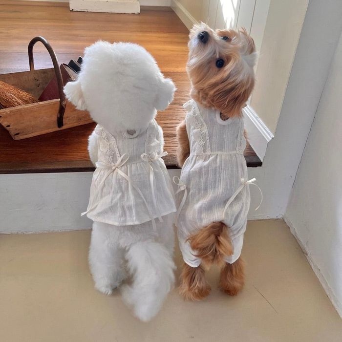 即納【Hi Yeboo】Rina Collection（ops \u0026 romper） 韓国  犬設備  ドッググッズ  ドッグウェア  犬服  犬の服  小型犬  小型犬服  衣装  春