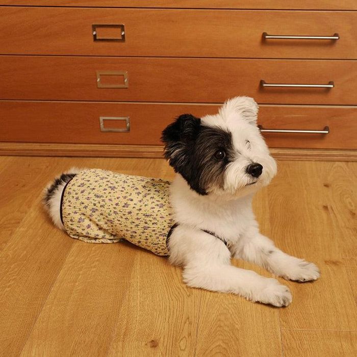 即納【noonoosoom】Flower wrinkle all インチ one（Yellow） 犬服  ドッグウェア  犬の服  小型犬  小型犬服  犬装置  ドッググッズ  韓国  春服  夏服