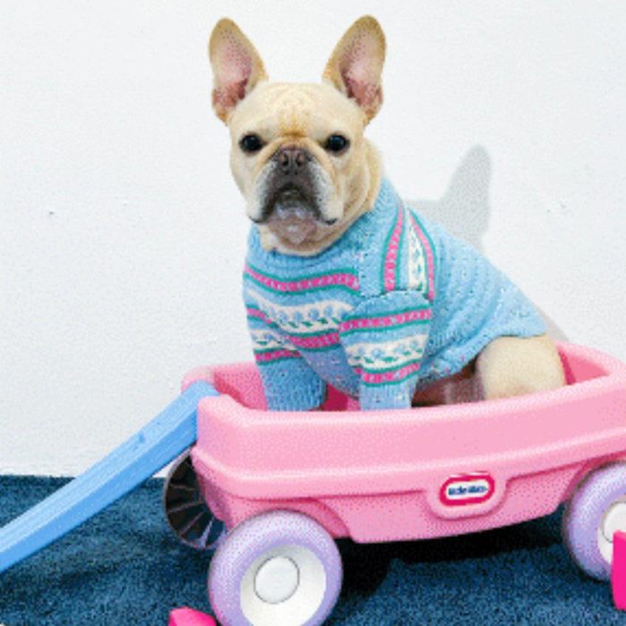 即納【TOOF】TOOF VINTAGE SWEATER（BLUE） 犬服  ドッグウェア  犬の服  小型犬  小型犬服  犬備品  ドッググッズ  韓国  春  春服