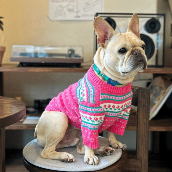 即納【TOOF】TOOF VINTAGE SWEATER（PINK） 犬服  ドッグウェア  犬の服  小型犬  小型犬服  春  春服  韓国  犬備品  ドッググッズ