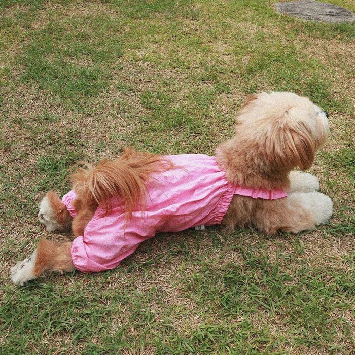 即納【noonoosoom】Dots baloon all インチ one（Pink） 犬服 ドッグウェア 韓国 犬装置 ドッググッズ 衣袂受け答え 小型犬 小型犬服 夏 夏服