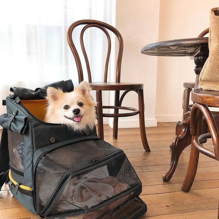 ※予約販売【INSIDE DOG & CAT】Inside R Backpack2（グレー/イエロー） 韓国 ブランド かわいい おしゃれ プレゼント 小型犬 バッグ スリング リュック キャリーバッグ マット トイレ NEW 夏 冬 お出かけ｜URBAN DOG TOKYO 店 30,030円