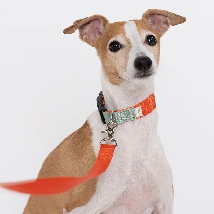 即納【Bad Marlon Design Studio.】Rupel Collar（Orange Red） 犬用品 ドッググッズ 犬の首輪 ドッグカラー 犬首輪 犬用首輪 散歩用 軽量 丈夫 韓国