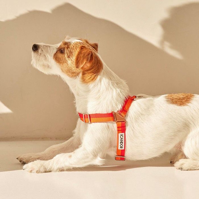 楽天市場】※予約販売【TOOF】Flower Logo H Harness（ORANGE