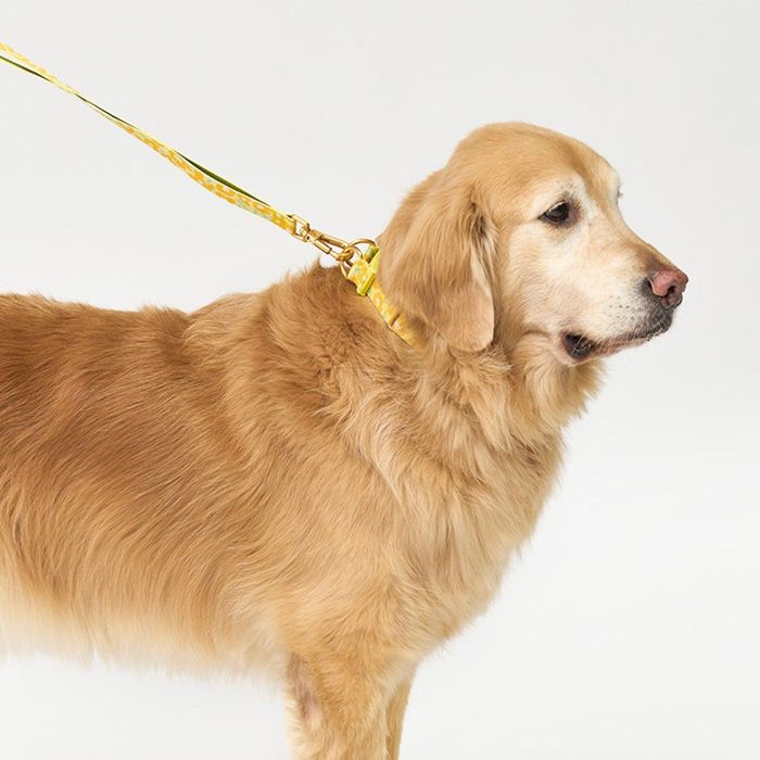 即納【iCANDOR】Gentle Collar Dual(BIG FISH YELLOW)L 韓国 犬用品 ドッググッズ 首輪 犬の首輪 ドッグカラー 犬首輪 犬用首輪 大型犬 大型犬服