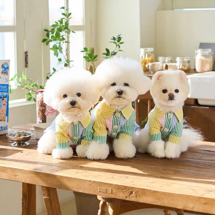 ※予約販売【noutti】Stripe Pirin Shirt 犬服 ドッグウェア 犬の服 スリーブレス 犬用品 ドッググッズ 小型犬 小型犬服 春 夏