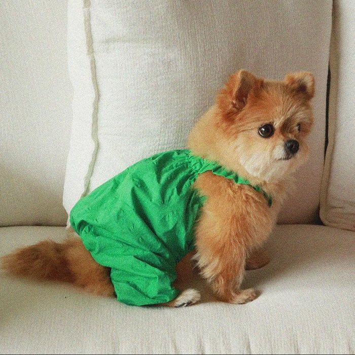 即納【noonoosoom】Dots baloon all インチ one（Green） 韓国 犬装置 ドッググッズ ドッグウェア 犬服 犬の服 小型犬 小型犬服 夏 夏服