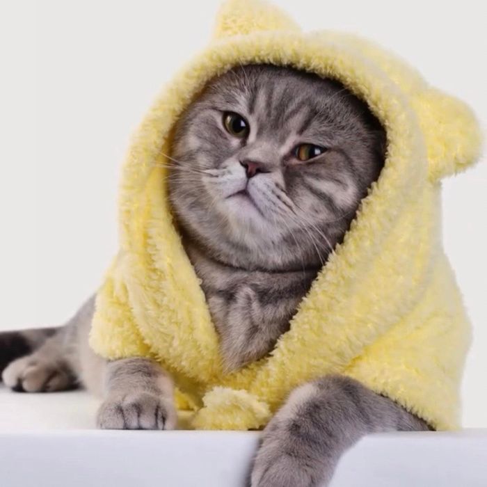 即納【MOSHIQA】Baby Chick Dog Bathrobe 亜米利加  犬装置  ドッググッズ  ドッグウェア  犬服  犬の服  小型犬  小型犬服  西洋手ぬぐい  二階建てバス引っ敷き