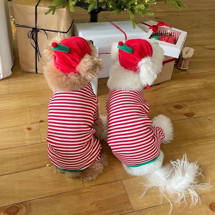 即納【FREDDIE TALE】Buddy All in one（Red） 犬服 ドッグウェア 犬の服 小型犬 小型犬服 犬用品 ドッググッズ 韓国 春 夏