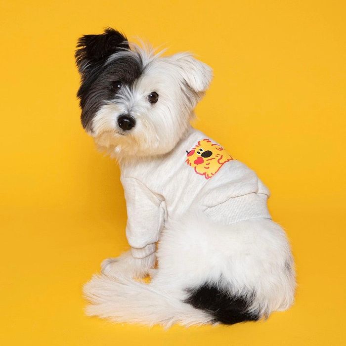 即納【noonoosoom】Noonoo buddy crew neck sweat shirt（Yellow Nozy） 韓国 犬装置 ドッググッズ ティーシャツ 衣袂受け答え ドッグウェア 犬服 犬の服 小型犬 小型犬服