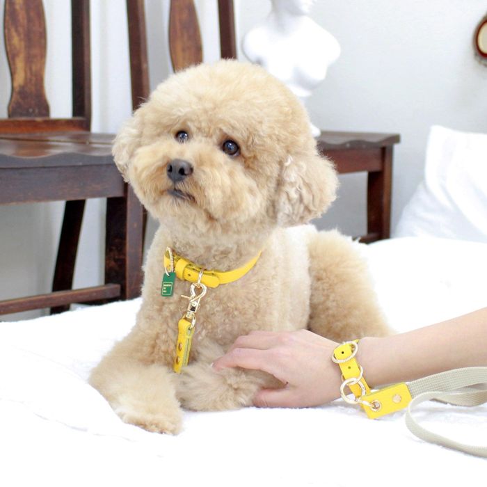 ※予約販売【maison de miu】Hands Free Full Set（Yellow） 韓国 ブランド かわいい おしゃれ プレゼント 小型犬 首輪 リード タオル 散歩グッズ NEW 軽量 便利 犬 犬の首輪