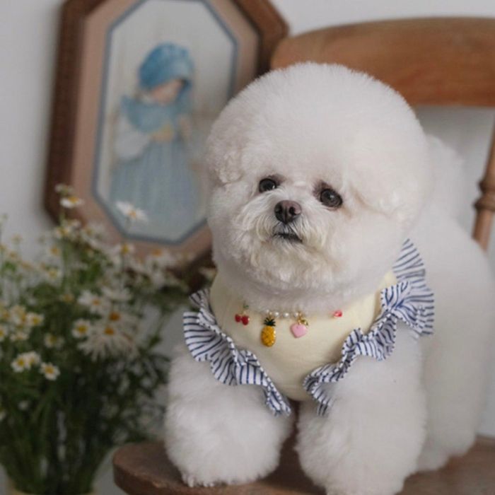 即納【BeBe Breath】bis T-shirt（sugar yellow） 犬服 ドッグウェア 犬の服 小型犬 小型犬服 Tシャツ スリーブレス 犬用品 ドッググッズ 韓国
