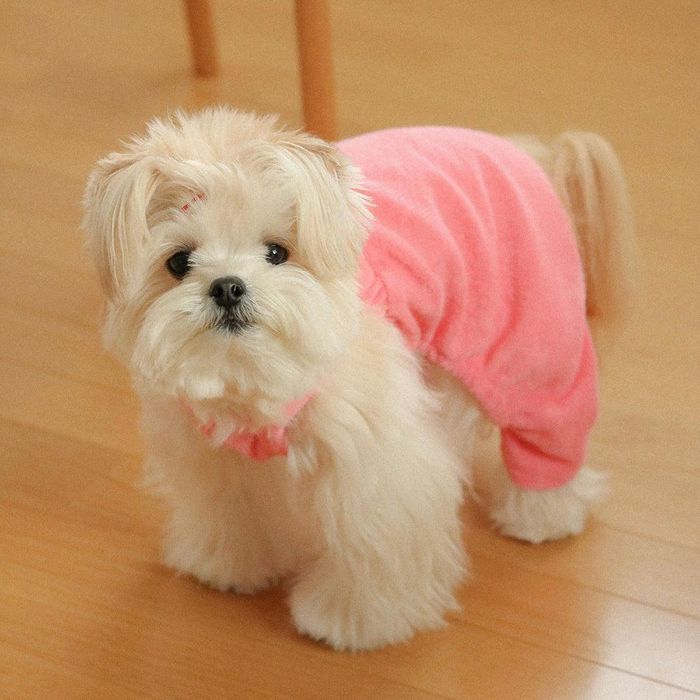 即納【OUNCE】terry all in one（Deep Pink） 韓国 犬用品 ドッググッズ ドッグウェア 犬服 犬の服 小型犬 小型犬服 春 夏