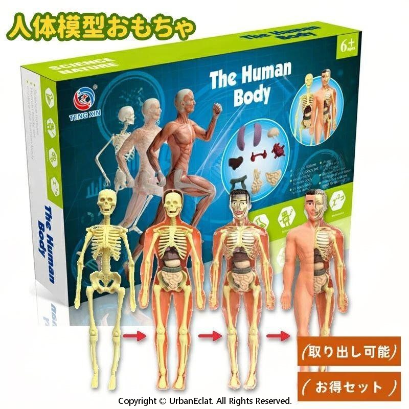 180cm 人体模型 教育用 180cm 人体模型 教育用