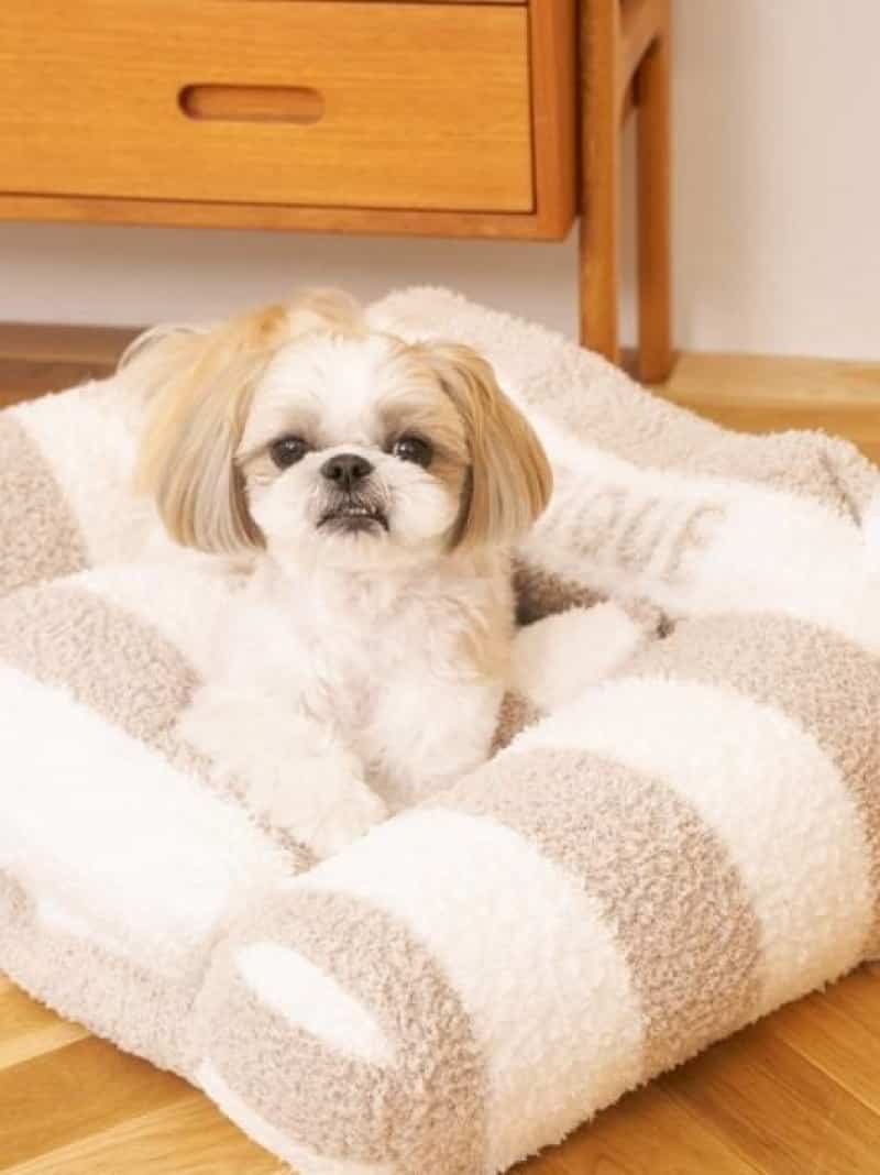 【CAT\u0026DOG】ジェラートソファ型ベッドL GELATO PIQUE CAT\u0026DOG ジェラートピケ ペット用品 ペット用ベッド・マット・クッション【送料無料】[ Fashion]