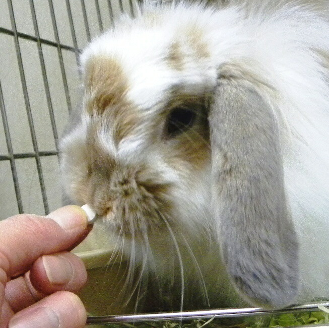 当店オススメ Newパパイン酵素を1 5倍配合したうさぎの毛球サポートサプリメント Maxパパイヤボール60g Sermus Es