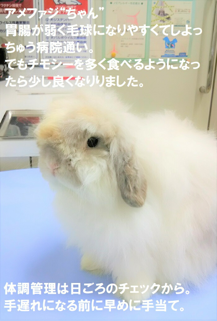 うさぎ 15 Off うさぎ サプリメント パパイヤ 健康食品 毛球予防 Maxパパイヤボールg ５個 パパイン タブレット 青汁野菜 乳酸菌 消化酵素 うさぎ毛球サポート 排出 フン詰まり 食べない 食欲不振 のです