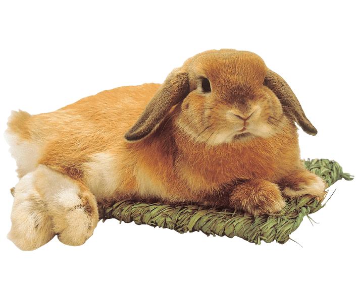 最安価格 グルーミングスプレー Oyk 0ml詰替 その他 最安価格 グルーミングスプレー Oyk 0ml詰替 その他