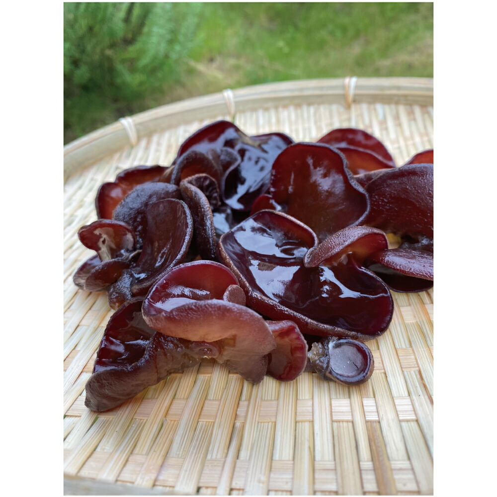 きくらげ きのこ 東日本ハルカ オーガニック 黒 有機栽培