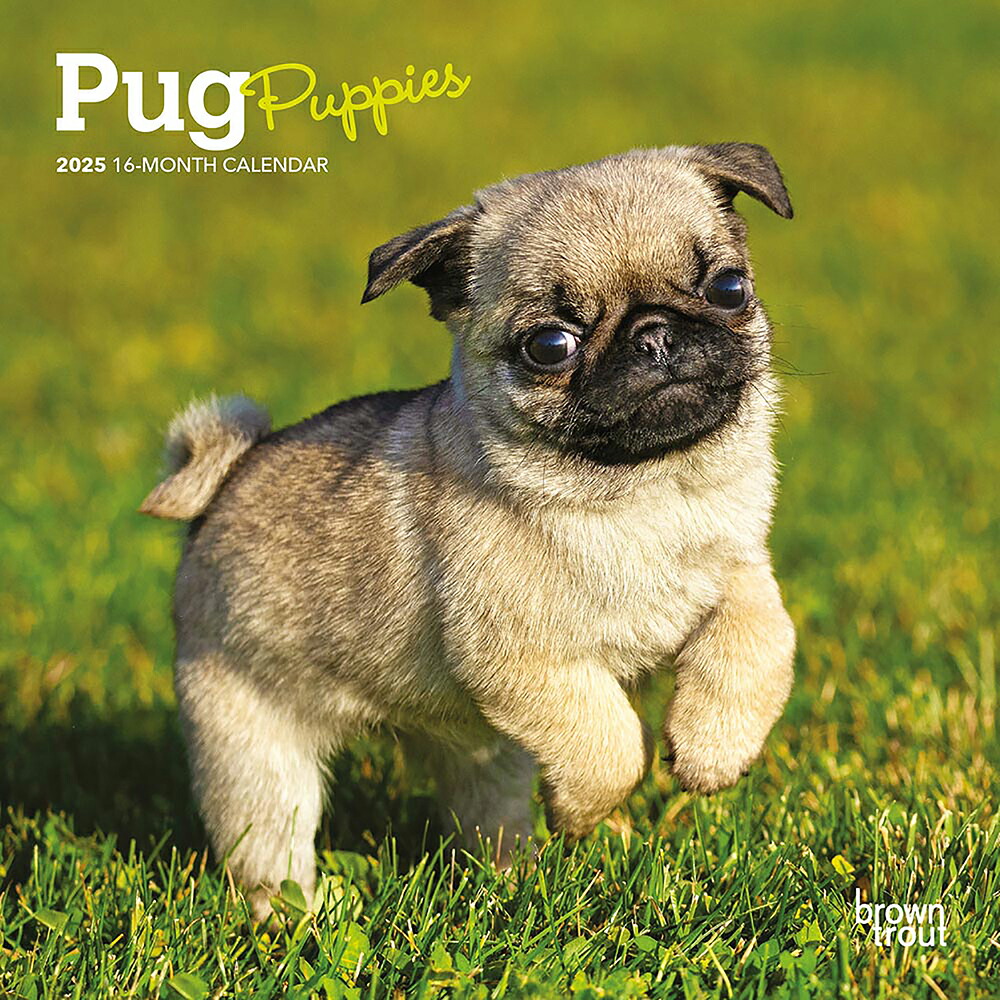 【楽天市場】BrownTrout(ブラウントラウト) 2025年 子犬のパグ ミニ カレンダー (Pug Puppies Calendar
