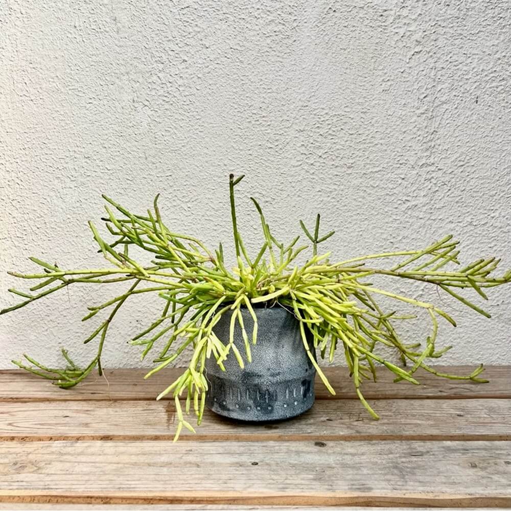 楽天市場】観葉植物 インテリアグリーン ビザールプランツ ミドリ