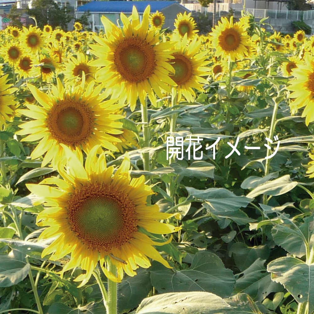 スーパーsale セール期間限定 福花園 ヒマワリ ロシアヒマワリ 花 ハムスター エサ 福花園種苗 ひまわり種子 景観用ロシア系ひまわり100ml Qdtek Vn スーパーsale セール期間限定 福花園 ヒマワリ ロシアヒマワリ 花 ハムスター エサ 福花園種苗 ひまわり種子 景観用ロシア系ひまわり100ml Qdtek Vn