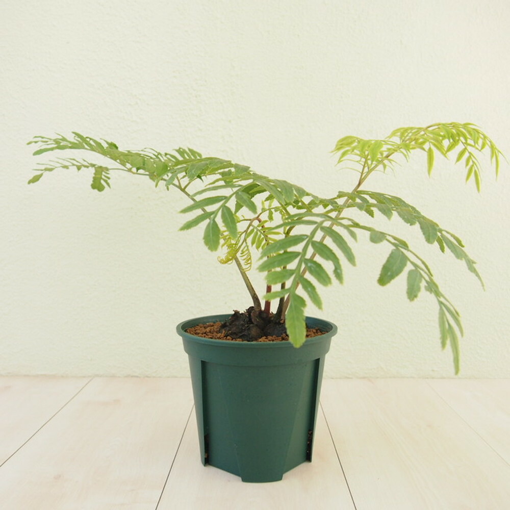 観葉植物 インテリアグリーン シダ リュウビンタイ 数量限定 希少 観葉植物 インテリアグリーン シダ リュウビンタイ 数量限定 希少