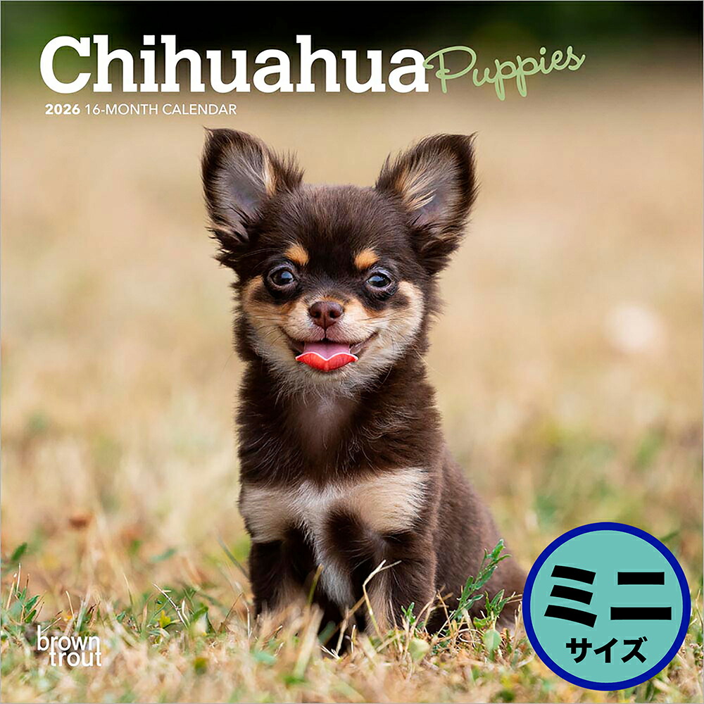 楽天市場】［公式］PICTWANカレンダー 2026年【S判】チワワ【ゆう