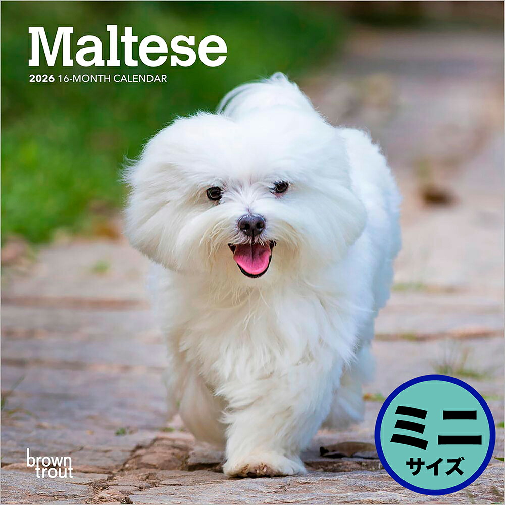 楽天市場】［公式］PICTWANカレンダー 2026年【L判】マルチーズ【送料