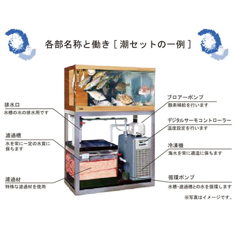 水槽 活魚水槽 うしお 生簀 アクリル 2型 いけす ディスプレイ 飼育 活魚 鮮魚店 潮