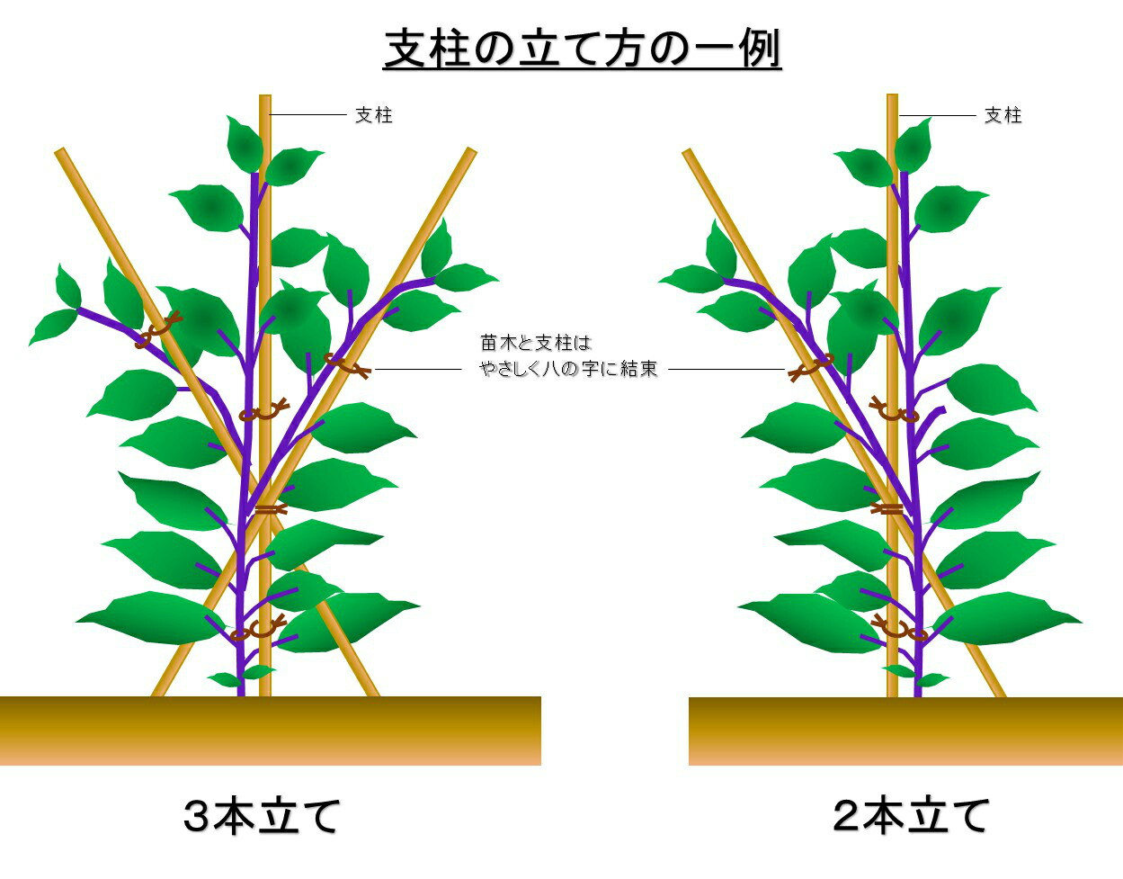 【楽天市場】天然竹 女竹 150cm10本 め竹 めだけ 篠竹 しの竹 竹支柱 添え木 園芸用 農業用 定植時支柱 竹加工用：臼井農畜産