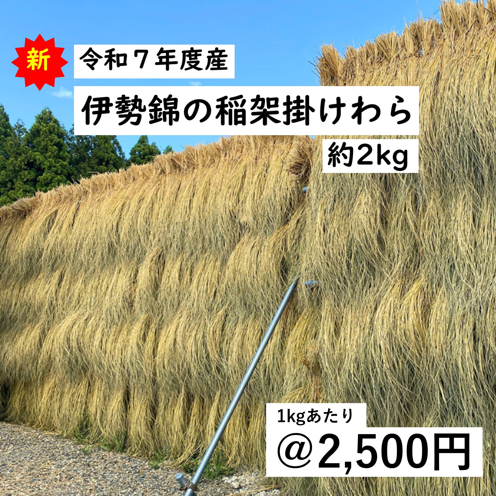 楽天市場】伊勢錦の稲架掛けわら約8kg 令和7年度産 約100cm 新潟産