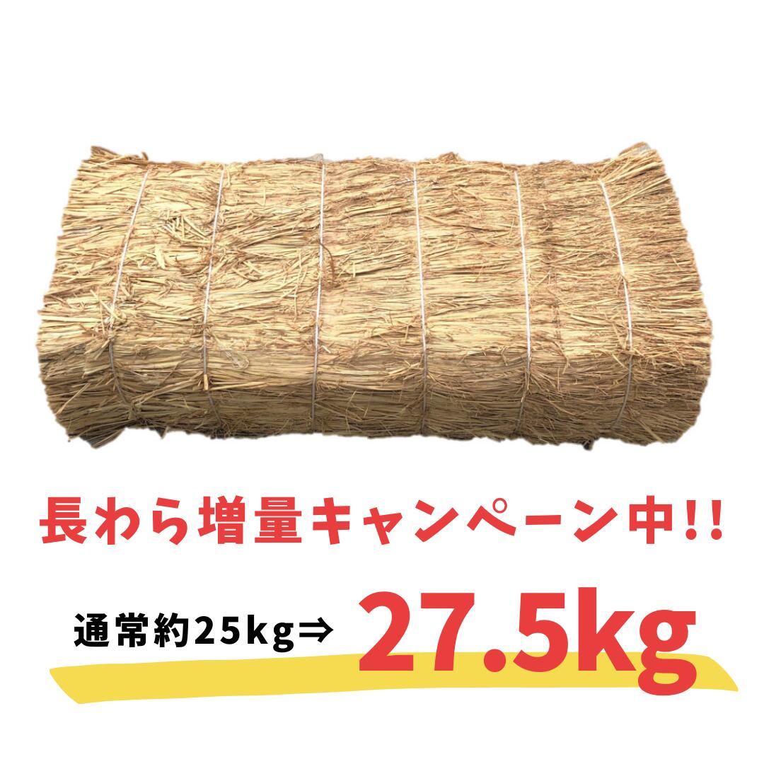 楽天市場】選別わら 65cm 2.5kg（軽選別） 藁焼き 農業 園芸用