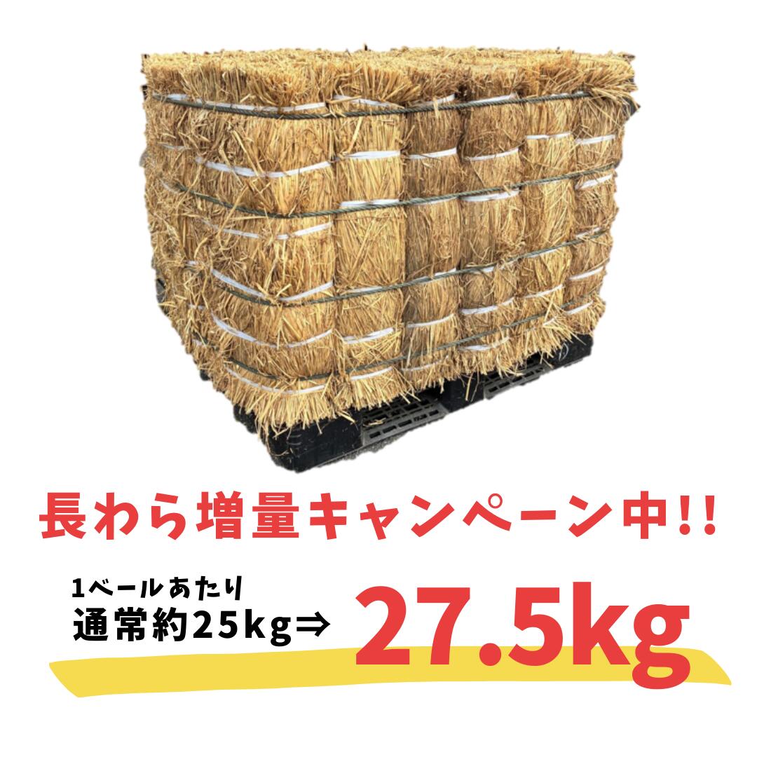 楽天市場】【本年度分完売いたしました】伊勢錦の青わら約2kg 令和7