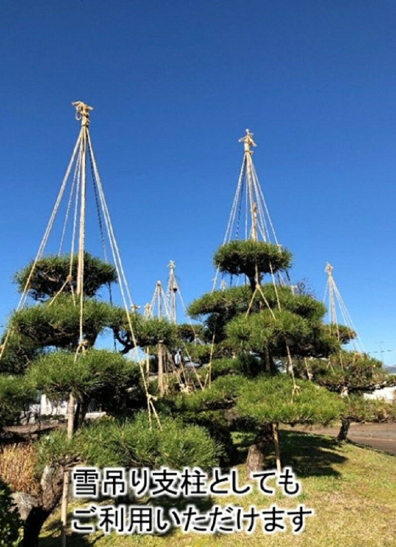 メール便送料無料対応可 天然竹 女竹 300cm5本 太 め竹 めだけ 篠竹 しの竹 建築用 建築資材 造園用 雪吊支柱 竹支柱 添え木 Fucoa Cl