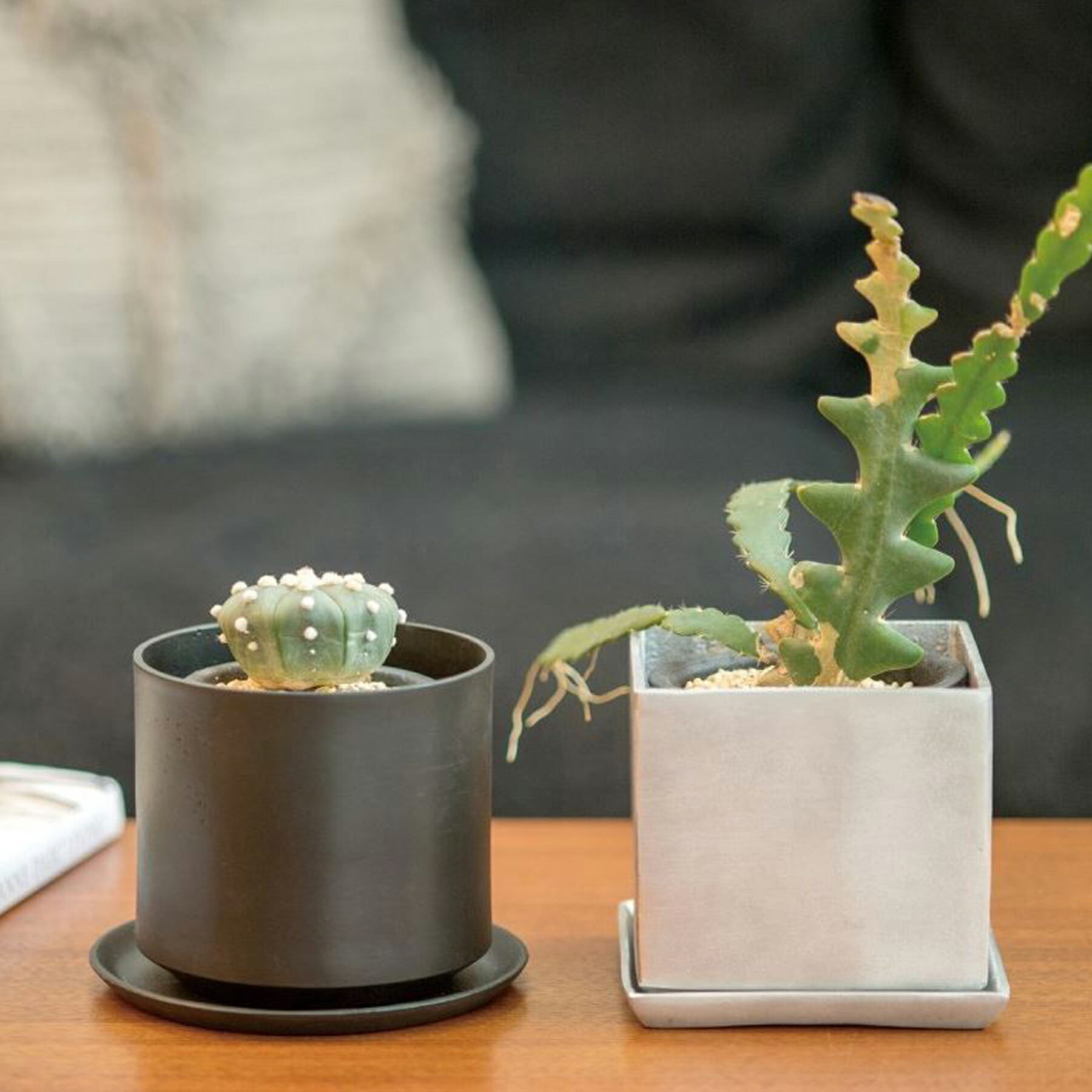 ヘキサゴンポットのナチュラルな寄せ植え❁⃘*.゜大きめ
