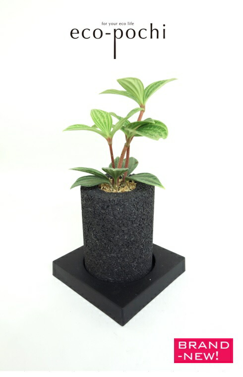 Eco Pochi S大きさ Cylinder シリンダ ペペロミア属 プテオラータ Hotjobsafrica Org