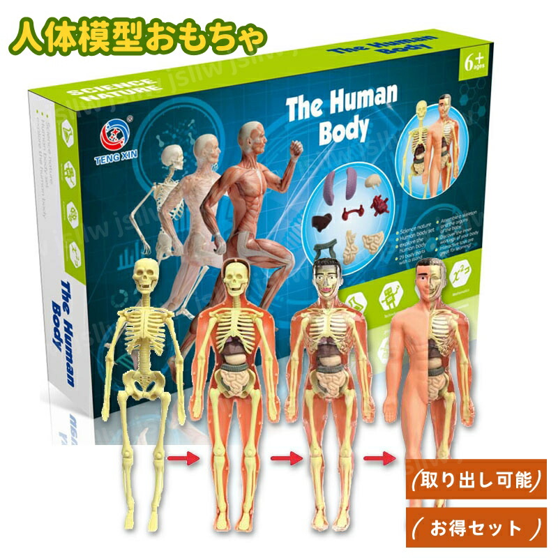 楽天市場】人体模型 男性 女性 筋肉模型 30cm 医学模型 人体解剖 医学