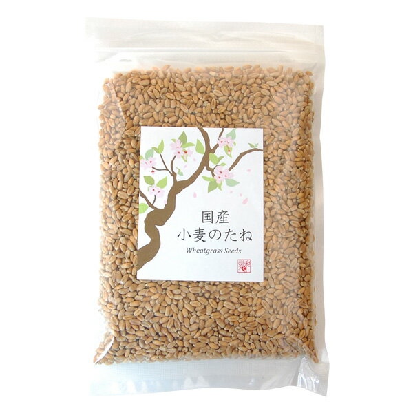 楽天市場】有機種子 【古代小麦 （スペルト小麦）】 Sサイズ 15g入り