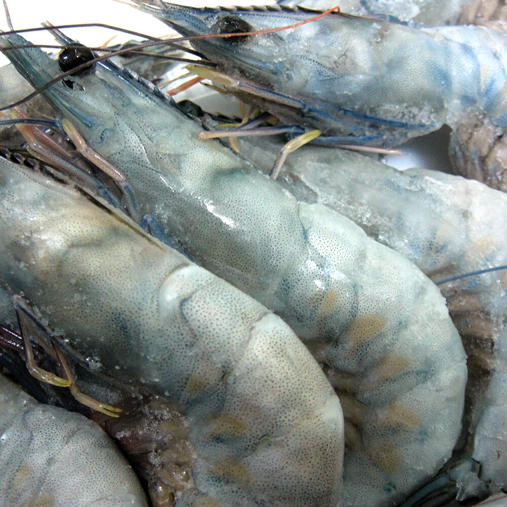 賜物 高級レストラン使用 天使の海老 1kg エビ 海老 イタリア料理 ギフト dagosanitarios.com.ar