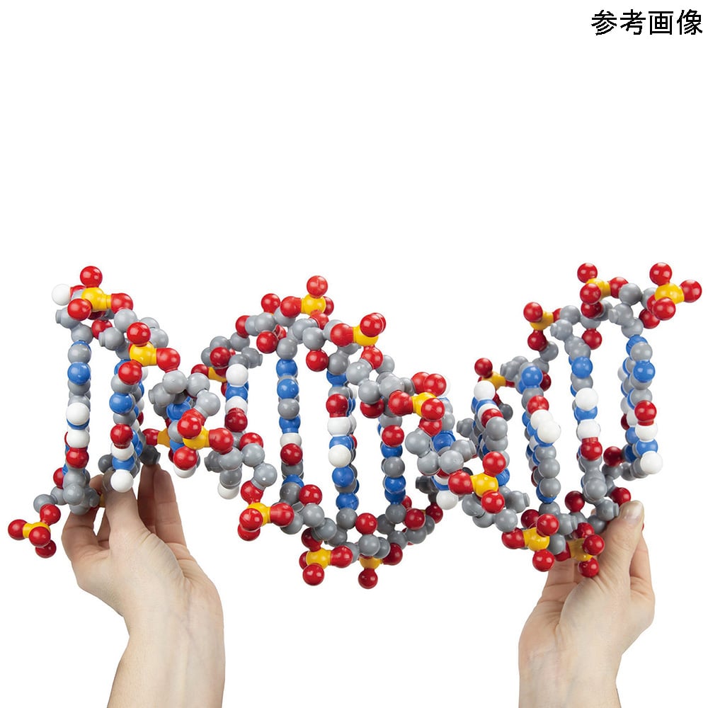 【SS制限事項 38万商いもの以上10%OFF】 デオキシリボ核酸分子青写真 DDNA-06 1仕掛ける