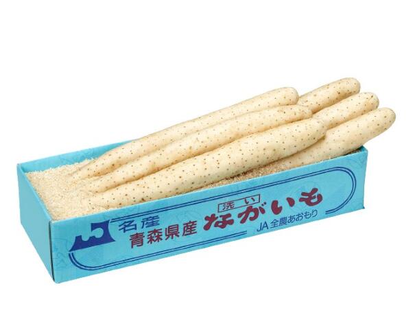 青森県産 長芋　とろろ芋　贈答用 5ｋｇ洗浄済み　おがくず入り　産地直送のため、指定日不可