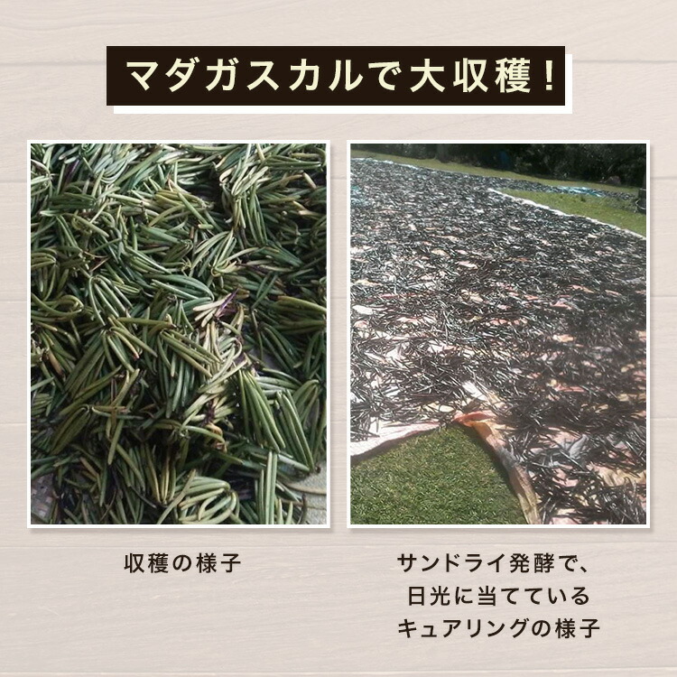 バニラビーンズマダガスカル産GourmetBlackAGRADE1本メーカーパティシエ用16~18cm3.0~5.5g旧フランス領ブルボン品エッセンスオイルアイスカスタチョコ【4本以上で送料無料】
